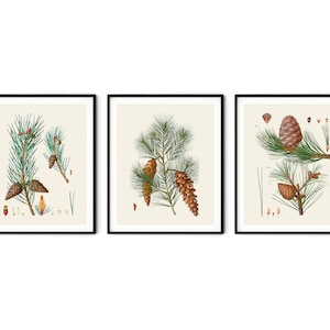 Vintage Pine Prints Set of 3 - Botanical Wall Art, Pinecone Wall Art, Pinecone Prints, Pine Wall Art, Botanical Decor, Botanical Art