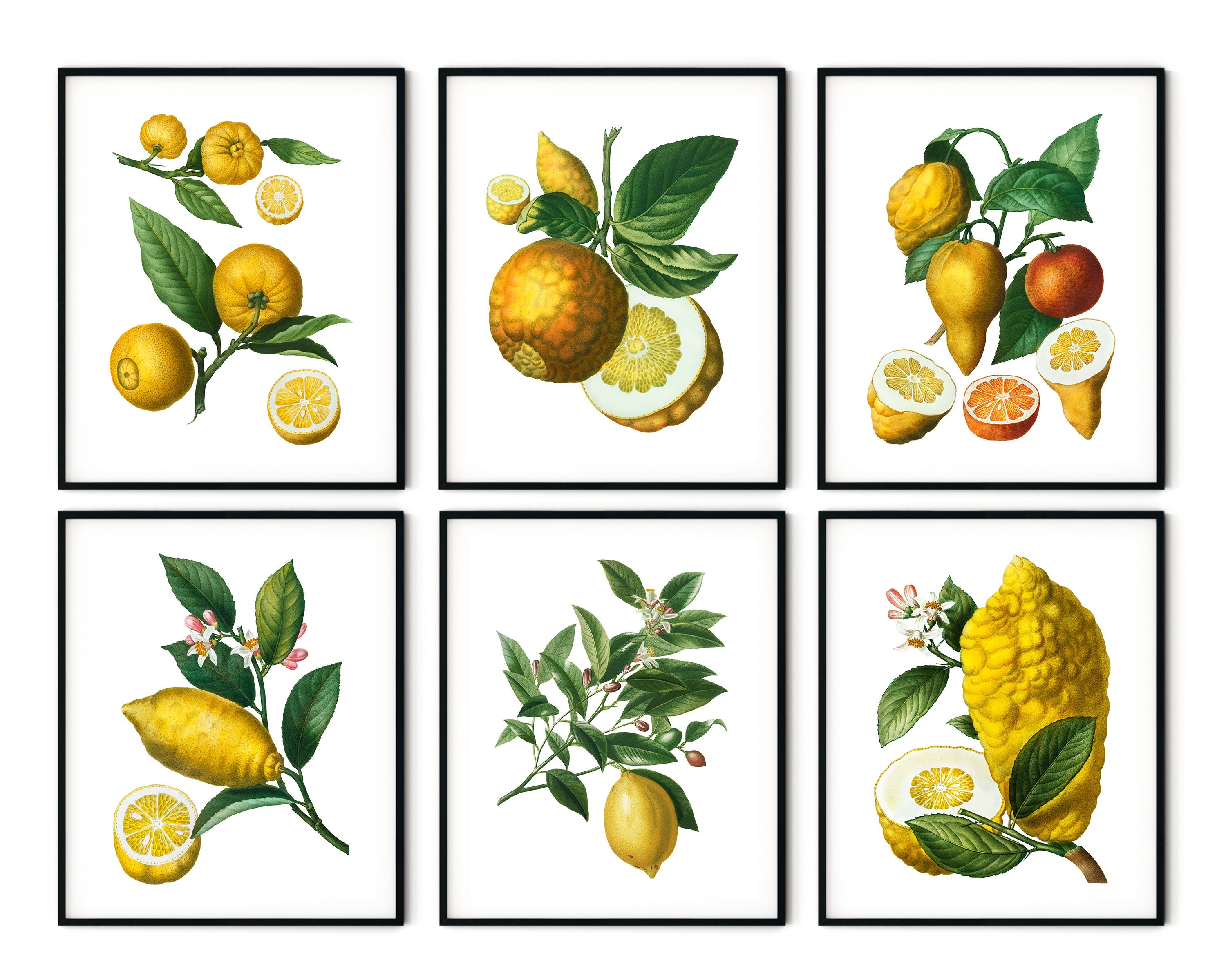 French Citrus Prints Set of 6 Lemon Prints Kitchen Wall Etsy