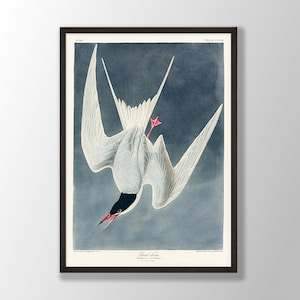 Vintage Audubon Vogel Druck - große Seeschwalbe Druck, Vogel Wandkunst, Küstenvogel, Audubon Vogel Dekor, Vögel von Amerika, Vogel Liebhaber Geschenk