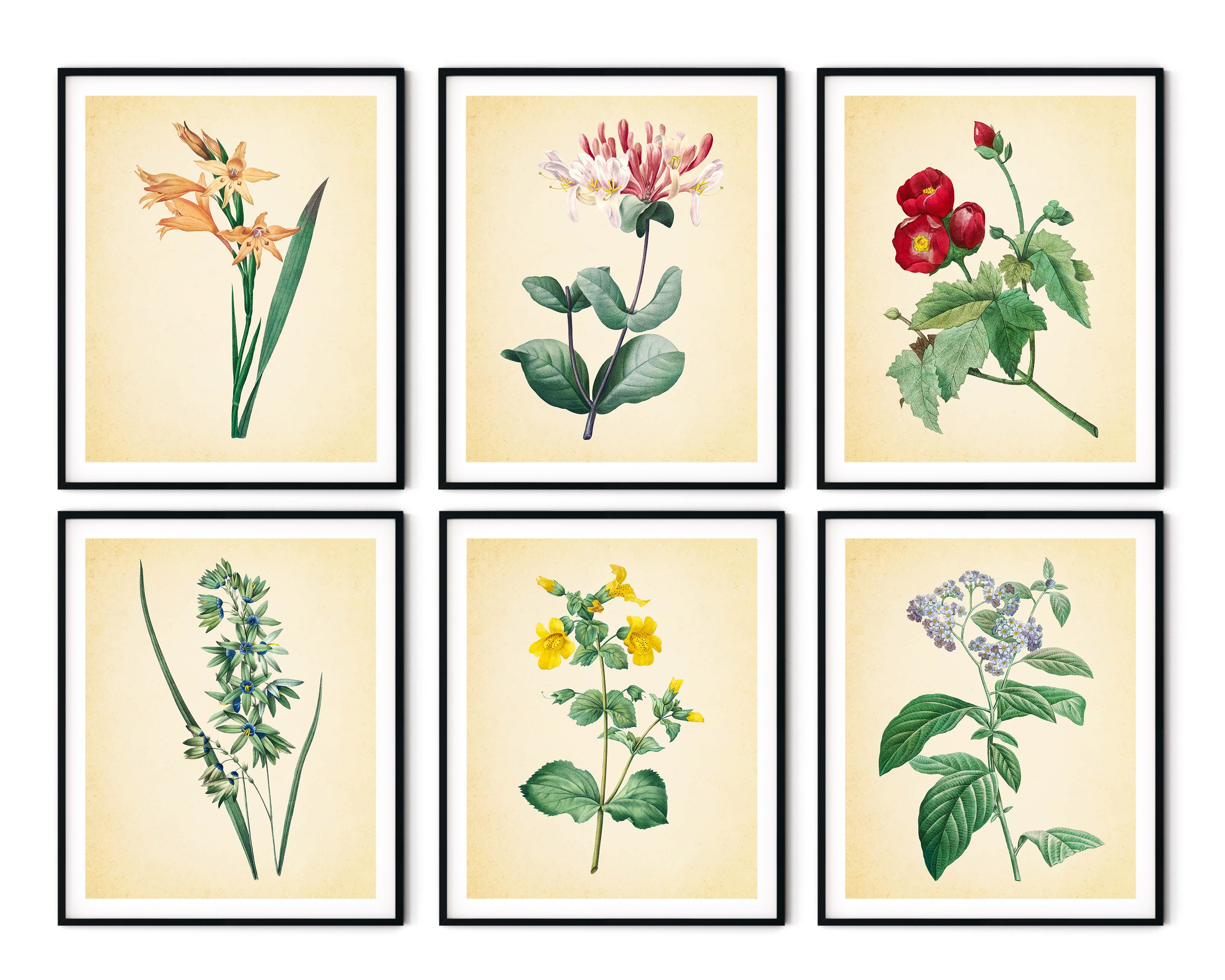 Botanical Prints Set of 6 No.4 - Botanical Art, Kitchen Wall