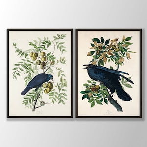 May include: Two vintage illustrations of black birds perched on branches with green leaves and yellow fruit. The illustrations are framed in black frames. The text "American Crow" and "Crow" are visible below the birds.