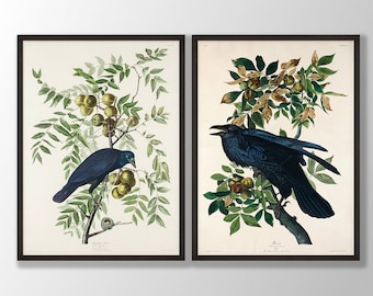 Audubon Raven and Crow Print Set of 2 - Raven Prints, Vintage Crow Posters, Bird Decor, Bird Wall Art, Crow Wall Art, Bird Illustration