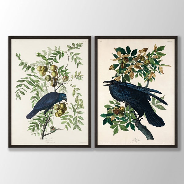 Audubon Raven and Crow Print Set of 2 - Raven Prints, Vintage Crow Posters, Bird Decor, Bird Wall Art, Crow Wall Art, Bird Illustration