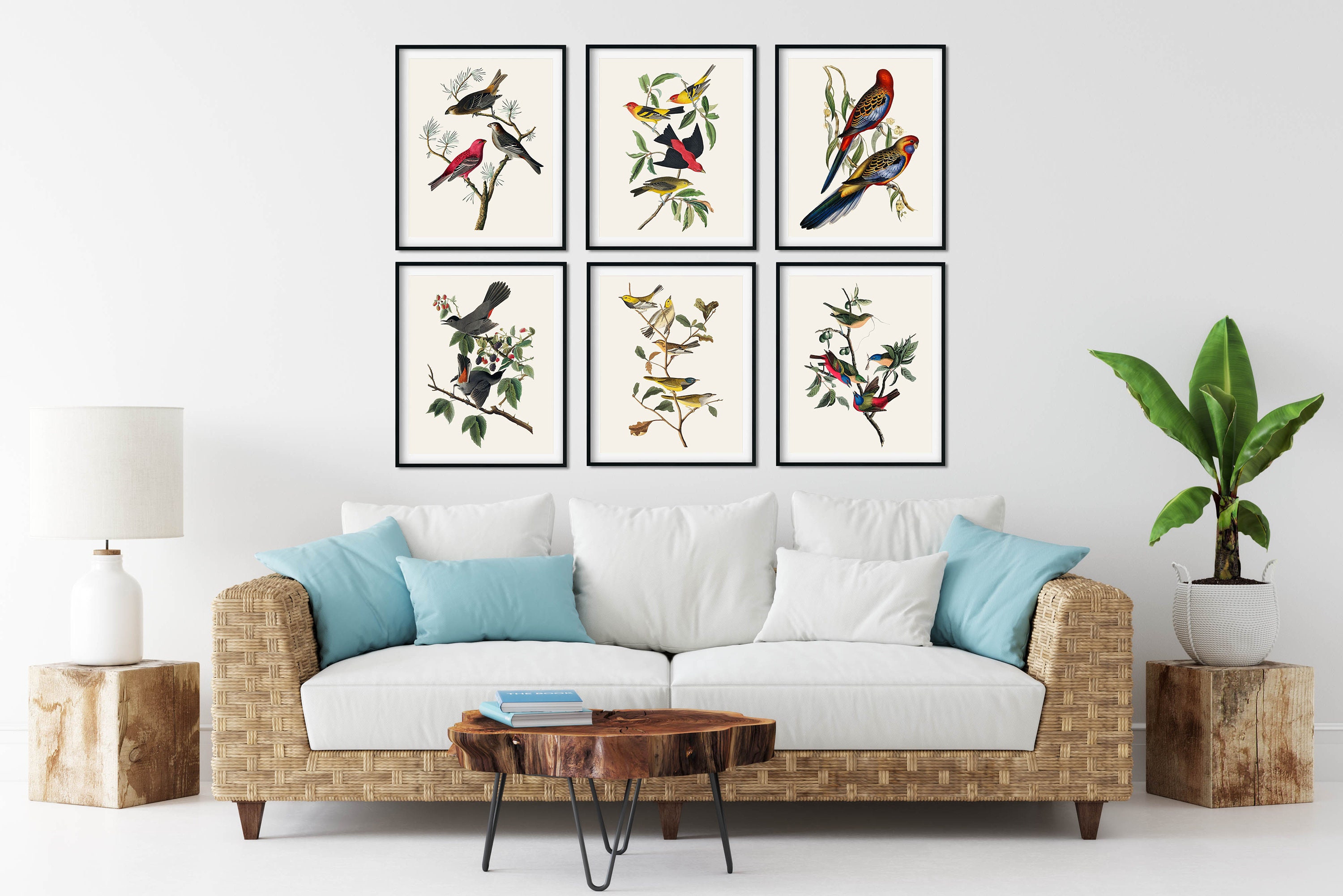 Audubon Birds Print Set of 6 - Vintage Natural History Wall Art - Etsy