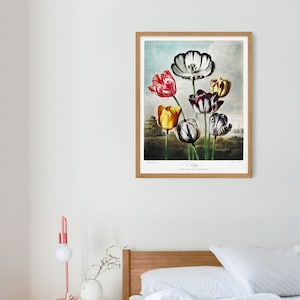 May include: A framed botanical illustration of a bouquet of colourful tulips. The tulips are white, red, yellow, and black with white stripes. The illustration is on a white background with a light blue sky in the background. The text "Tulipa -  var. striata et var. bicolor" is printed below the image.