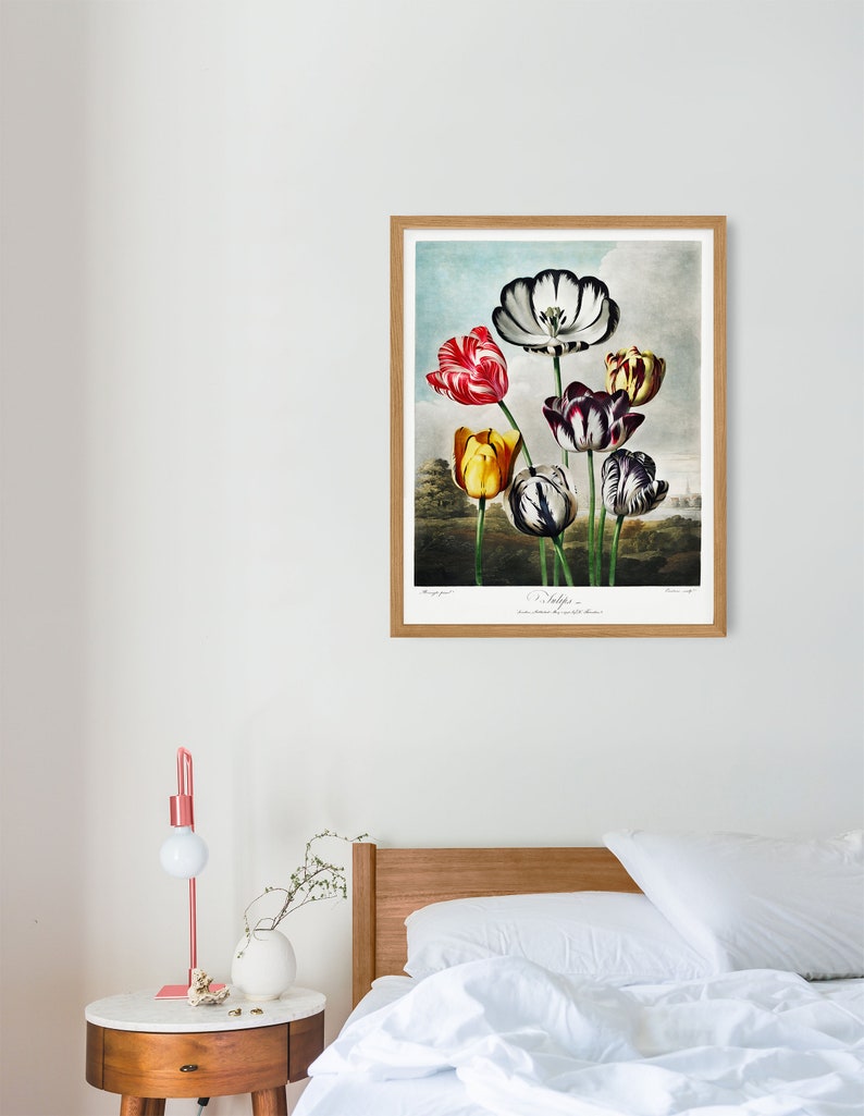 May include: A framed botanical illustration of a bouquet of colourful tulips. The tulips are white, red, yellow, and black with white stripes. The illustration is on a white background with a light blue sky in the background. The text "Tulipa -  var. striata et var. bicolor" is printed below the image.