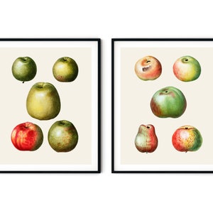 Vintage Apple Prints Set of 2 - Vintage Fruit Prints, Apple Decor, Kitchen Art, Redoute Fruit Prints, Botanical Art Prints, Kitchen Prints