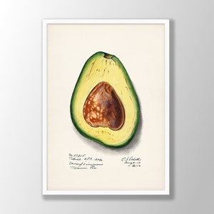 Vintage Avocado Print - Avocado Poster, Kitchen Wall Art, Kitchen Poster, Farmhouse Art, Botanical Art Print -LARGER SIZES AVAILABLE