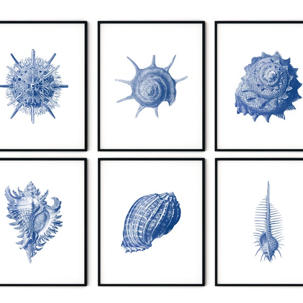 Seashell Print - Etsy