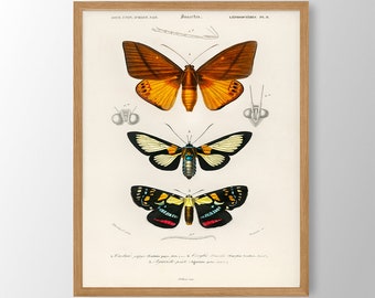 Vintage Butterfly Print - Butterfly Wall Art, Butterfly Decor, Gallery Wall Art, Beach House Decor, Natural History Art, Nursery Wall Art