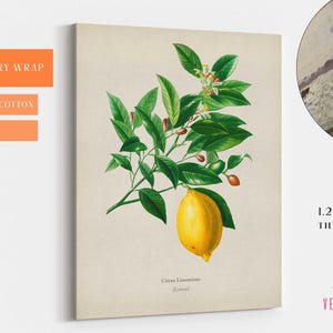 May include: A vintage botanical illustration of a lemon tree branch with green leaves and a single ripe yellow lemon. The text "Citrus Limonum (Lemon)" is printed below the image.