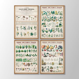 Conjunto de 4 pôsteres botânicos vintage - arte botânica de parede, gráfico de vegetais vintage, arte de parede de cozinha, gráficos de educação escolar e familiar