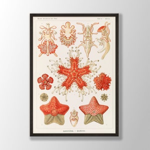 Ernst Haeckel Print - Asteridea, Starfish Print, Starfish Wall Art, Ernst Haeckel Vintage Poster, Marine Decor,Nautical Wall Art,Coastal Art