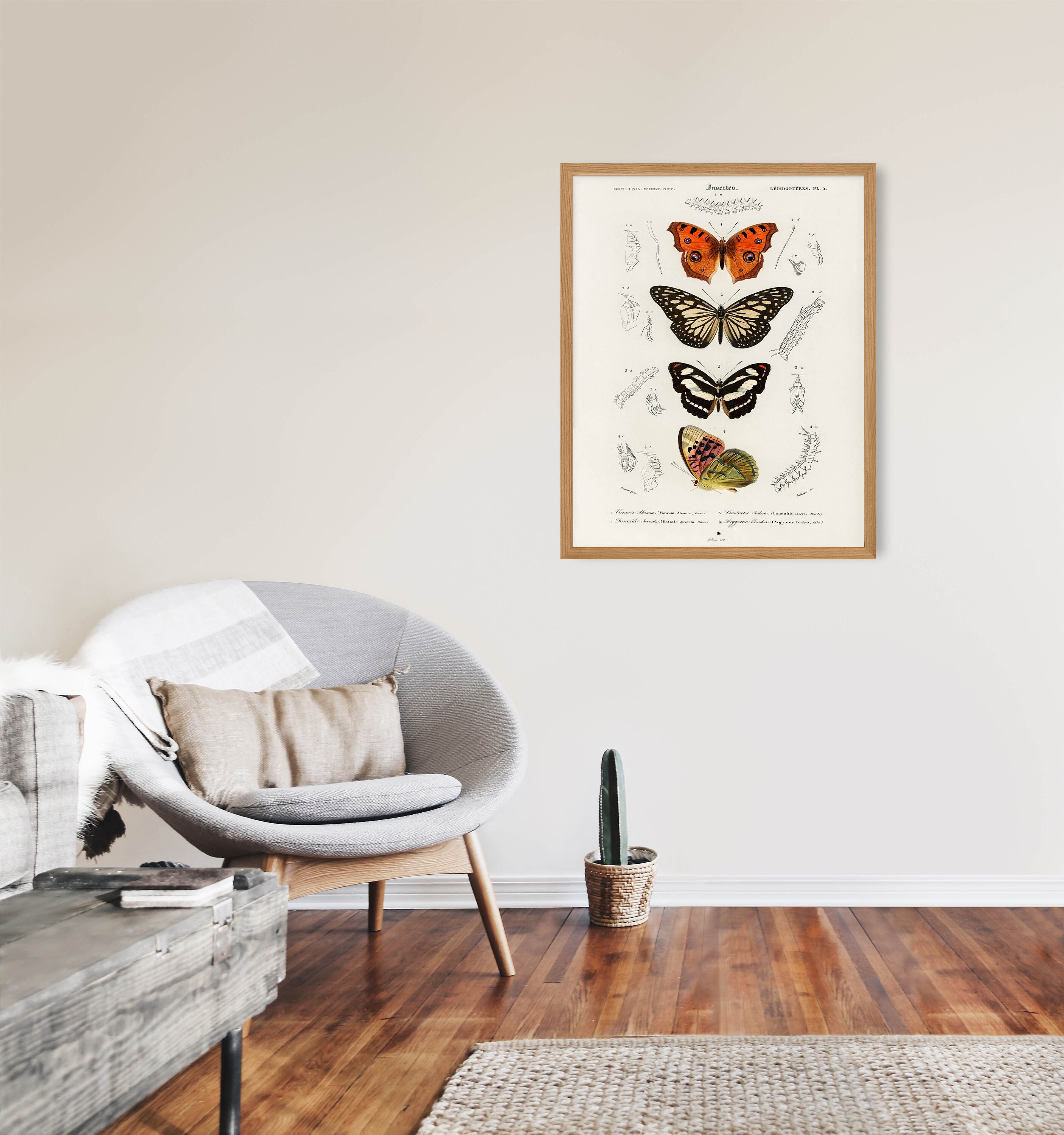 Vintage Butterfly Art Print - Natural History Gallery Wall Decor - Etsy