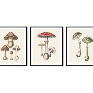 Mushroom Prints Set of 3 - Kitchen Art, Vintage Mushroom Art, Botanical Prints, Kitchen Prints, Mushroom Wall Decor, Kitchen Decor Ideas