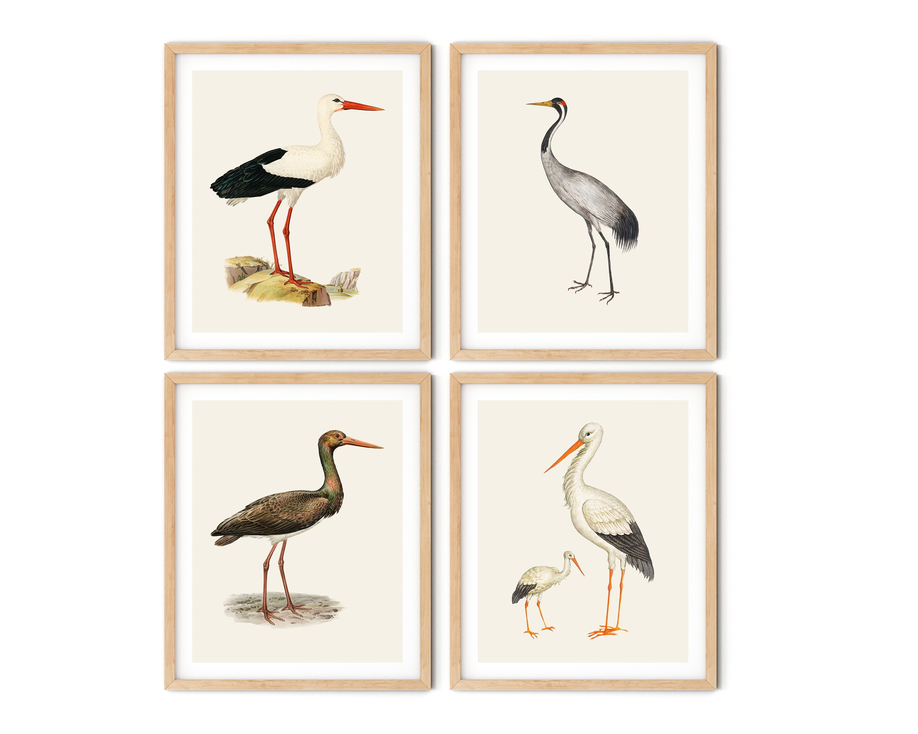Vintage Stork Print Set of 4 - Stork Wall Art, Sea Bird Prints, Bird Wall Art, Beach House Decor, Nautical Art, Cottage Decor