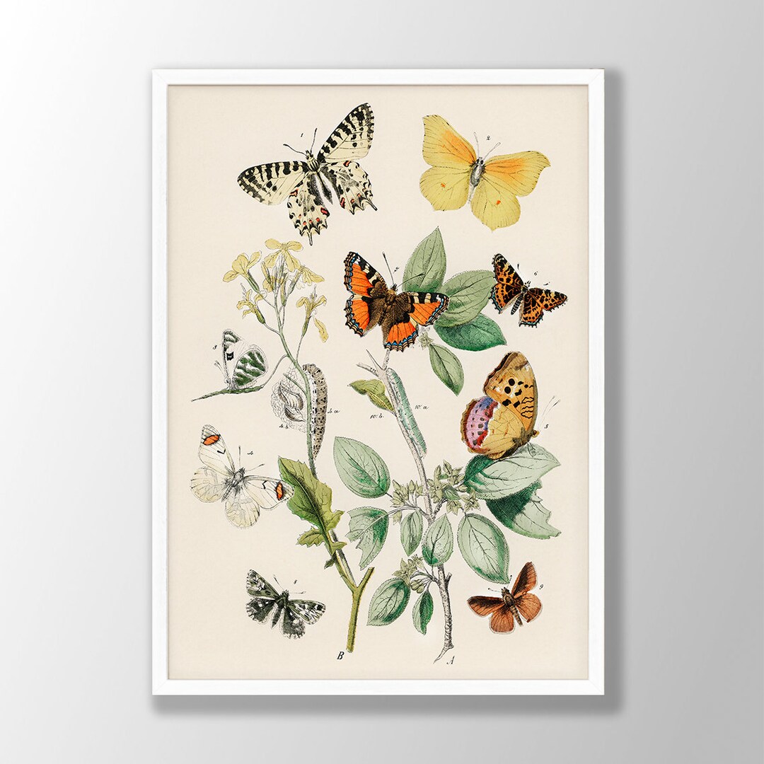 Vintage Butterfly Print No7- Butterfly Wall Art, Butterfly Decor ...