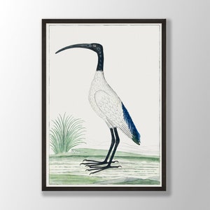 Vintage Sacred Ibis Print - Bird Wall Art, Ibis Wall Art, Farmhouse Decor, Tropical Bird Art, Seabird Print, Bird Lover Gift
