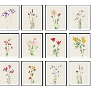 Wildblumen Print Set von 12 - Botanische Drucke, Küchen Wandkunst, Blumen Wandkunst, Blumendrucke, Galerie Wanddekoration, Küchendekoration