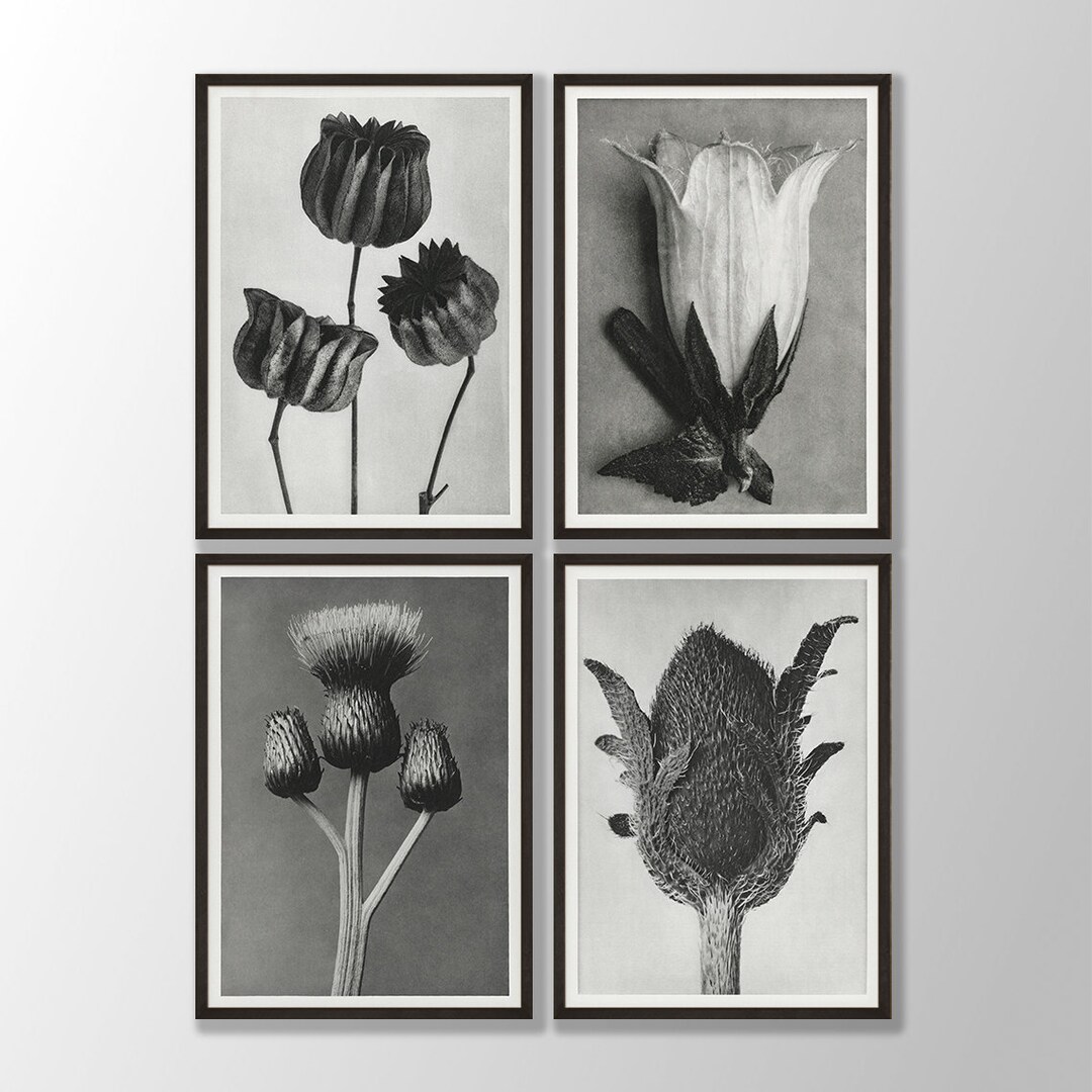 Black White Flower Prints Set of 4 - Flower Wall Art, Botanical Art