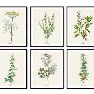 Vintage Kitchen Herbs Prints Set of 6 - Botanical Art Print Set, Herb Wall Art, Kitchen Art Prints, Herb Decor, Farmhouse Kitchen Decor