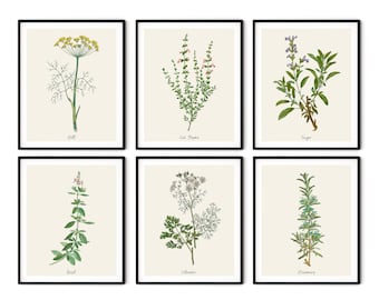 Vintage Kitchen Herbs Prints Set of 6 - Botanical Art Print Set, Herb Wall Art, Kitchen Art Prints, Herb Decor, Farmhouse Kitchen Decor