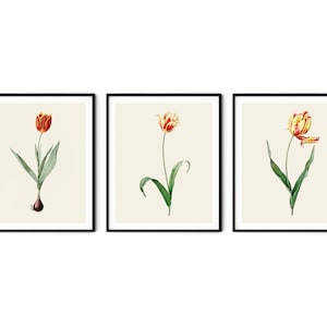 Tulip Prints Set of 3 - Tulip Wall Art, Farmhouse Wall Art, Kitchen Wall Art, Redoute Botanical Prints, Kitchen Art, Beach House Decor