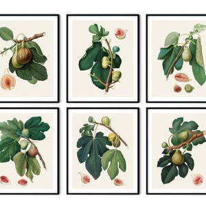Italian Figs Prints Set of 6 - Botanical Print Set, Kitchen Wall Art, Redoute Fruit Prints, Kitchen Art Prints, Botanical Art, Kitchen Art