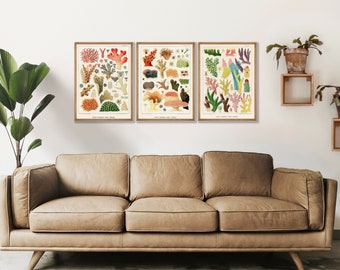 May include: Three framed vintage botanical illustrations of coral, with a light brown background and colorful coral in shades of red, orange, yellow, green, blue, and purple. The illustrations are titled "Coral Species of the World".