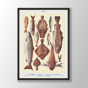 Vintage Fish Print - Fish Poster, Fish Wall Art, Gift For Fishing Lovers, Nautical Home Decor, Vintage Nautical Print, Coastal Home Decor