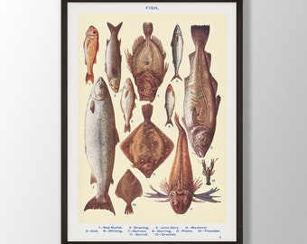 Vintage Fish Poster - Nautical Wall Art Print