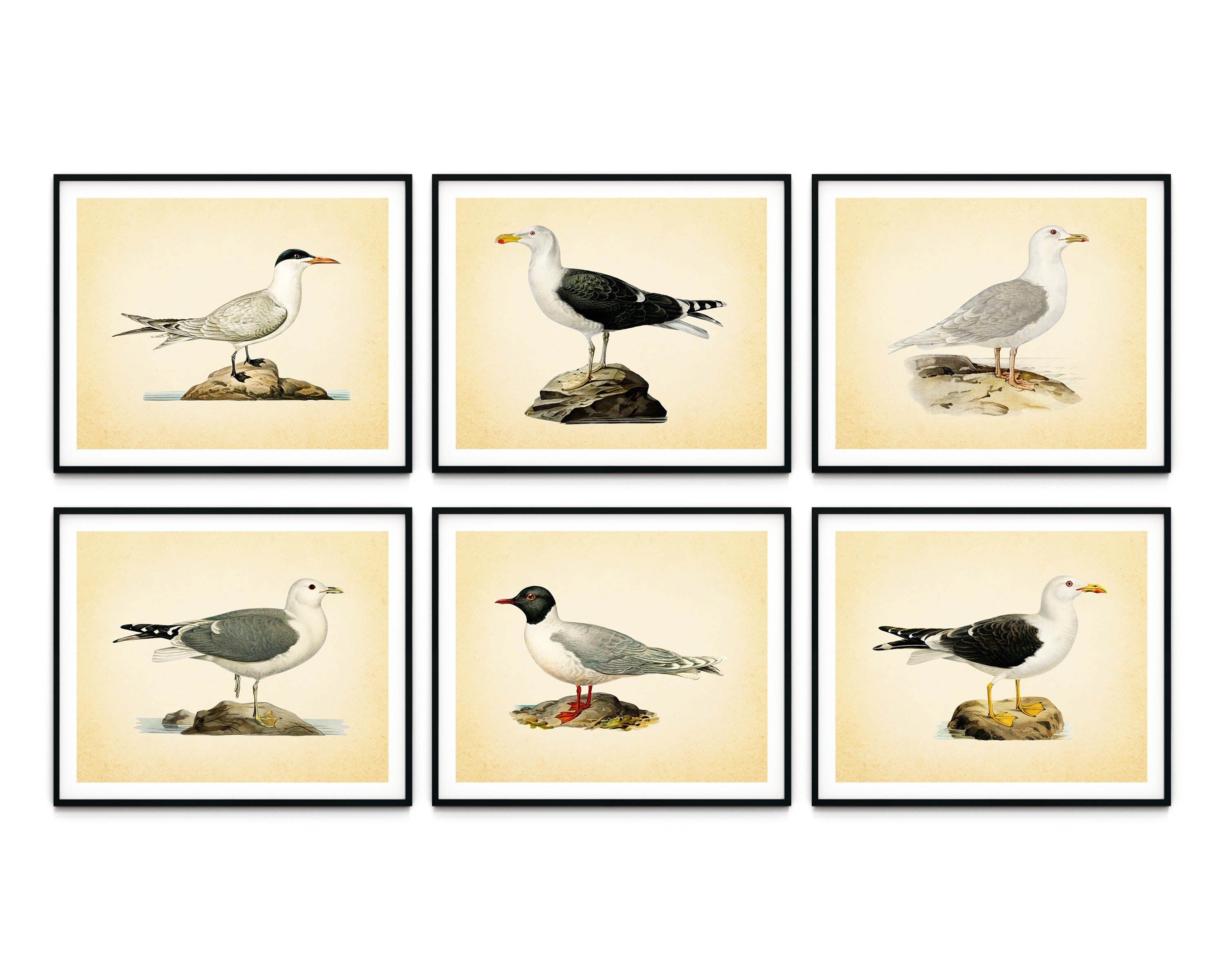 Vintage Sea Bird Print Set of 6 Sea Bird Wall Art Beach Etsy