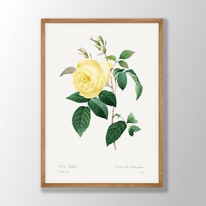 Impresión de rosa amarilla vintage - impresiones de flores amarillas, cartel de rosa, arte de la pared de la cocina, impresiones botánicas de Redoute, arte de la granja, impresión de arte botánico