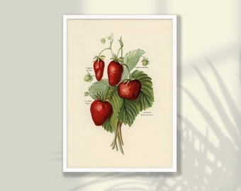 Vintage Strawberry Botanical Print - Kitchen Wall Art (Framed Option)