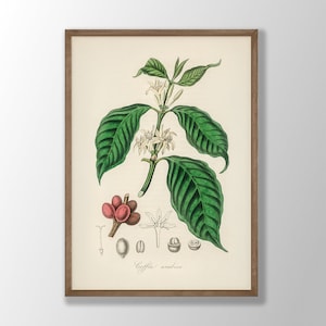 Vintage Coffee Plant Wall Art - Coffee Art, Coffee Wall Decor, Kitchen Wall Art, Kitchen Decor, Vintage Botanical, Breakfast Bar,Coffee Shop