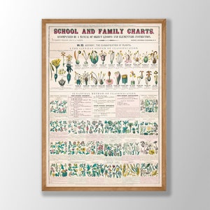 Botanische school- en gezinseducatie grafieken nr. 2: vintage botanische poster, vintage bloemenkaart, botanische muurkunst, natuurhistorische kunst