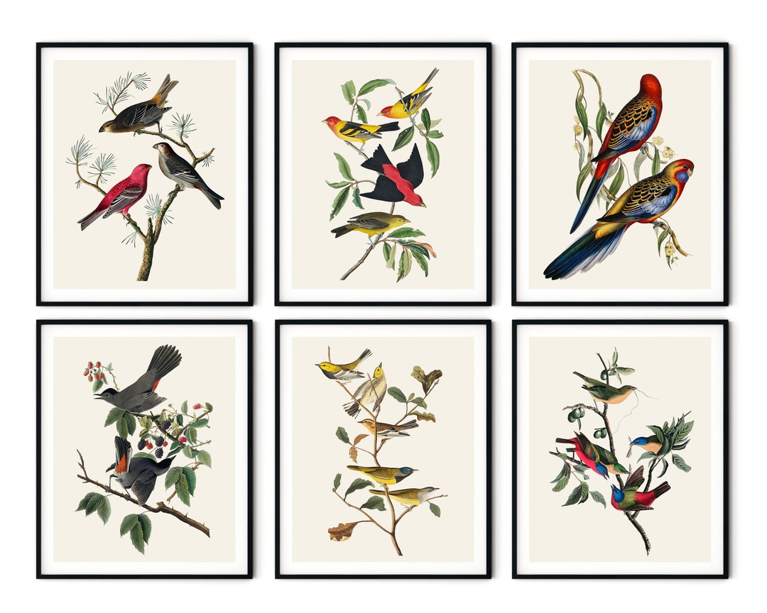 Audubon Birds Print Set: Vintage Natural History Wall Art - Etsy Canada
