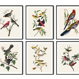 Juego de 6 impresiones de aves de Audubon: decoración de aves de Audubon, arte mural de aves, arte mural de Audubon, decoración de casas de playa, decoración tropical, arte de historia natural