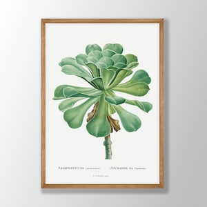 Vintage Kaktus Druck - Kaktus Wandkunst, Kaktus Poster, Kaktus Dekor, Küchen Wandkunst, Redoute Botanische Drucke, Bauernhaus Wandkunst
