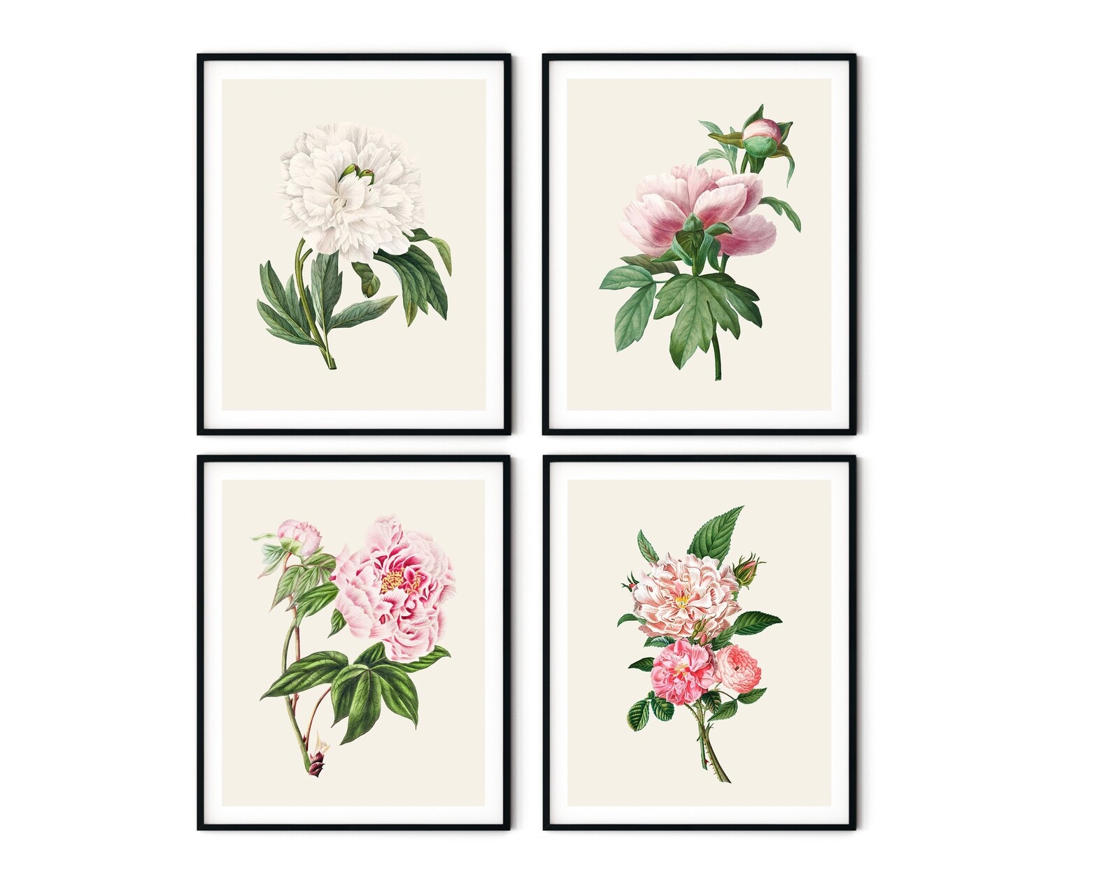 Peony Prints Set of 4 Botanical Print Set Peony Wall Art Etsy