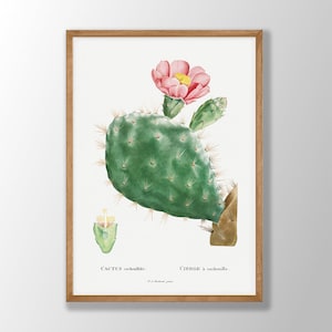Vintage Kaktus Druck - Kaktus Wandkunst, Kaktus Poster, Kaktus Dekor, Küchen Wandkunst, Sukkulenten Drucke, Sukkulenten Poster,Bauernhaus Wandkunst