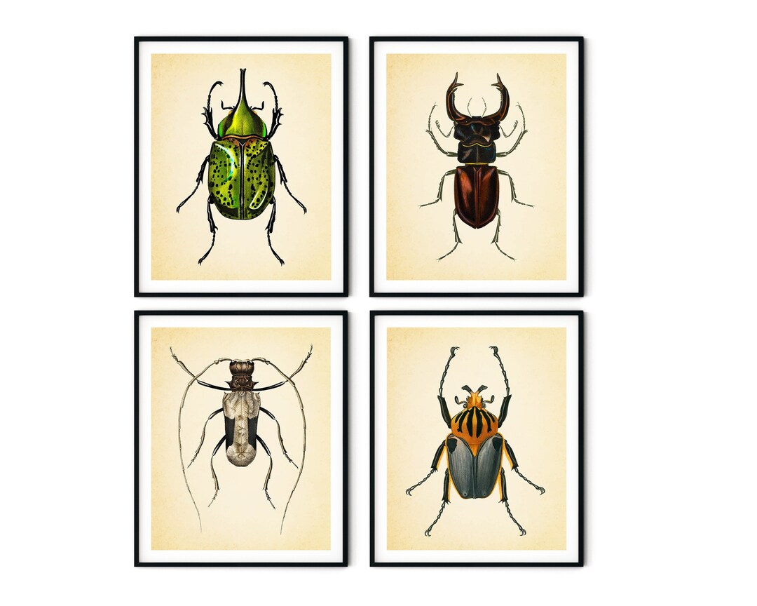 Vintage Beetles Print Set of 4 Insect Prints, Bugs Prints, Beetle Wall ...