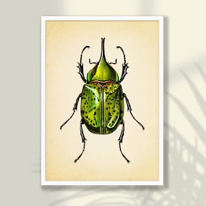 Vintage Beetle Poster - Insect Prints, Bug Print, Beetle Wall Art, Insect Art Print, Farmhouse Decor, Natural History Art