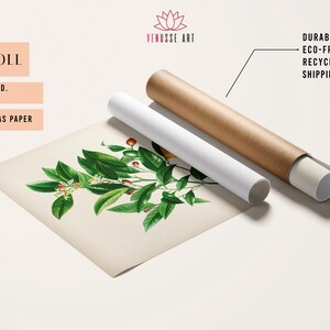 May include: A rolled canvas print of a vintage botanical illustration featuring a green plant with red berries and yellow flowers. The print is rolled up in a brown and white cardboard tube. The text "CANVAS ROLL" is visible at the top of the image. The text "FRAME NOT INCLUDED. SHIPPED IN TUBE. 100% COTTON CANVAS PAPER" is also visible.