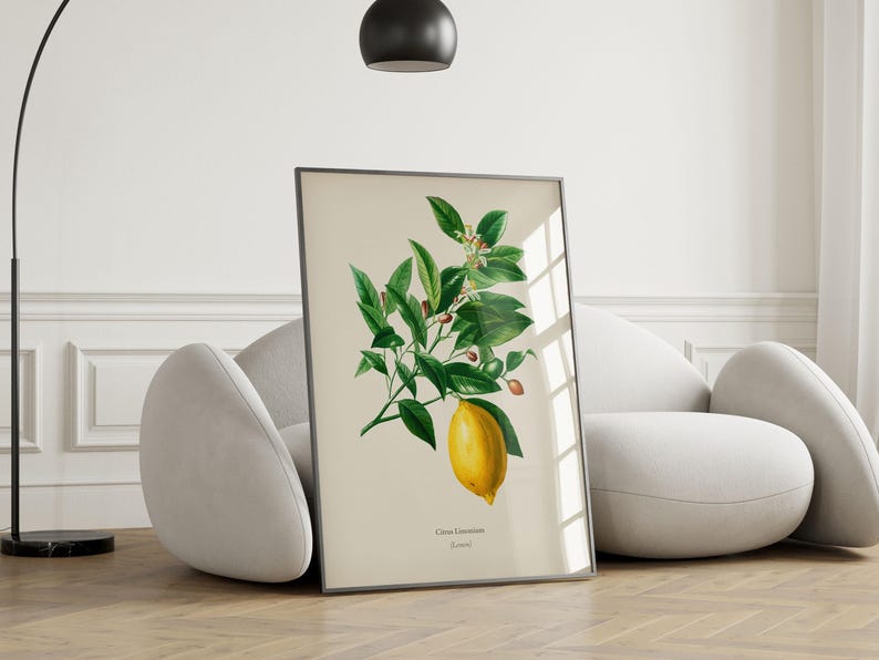 May include: A vintage botanical illustration of a lemon tree branch with green leaves, white flowers, and a single ripe yellow lemon. The illustration is framed in a black frame and is hanging on a white wall.