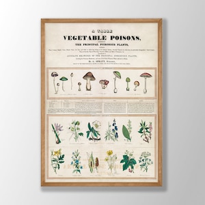 Cartaz botânico vintage - Tabelas de educação botânica e familiar nº: 5, tabela de vegetais vintage, arte botânica de parede, decoração de parede de cozinha