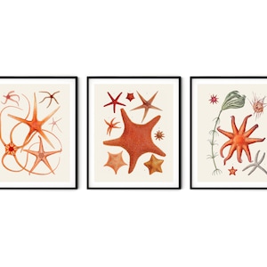 Juego de 3 láminas de estrellas de mar francesas: póster de estrellas de mar, arte náutico, decoración costera, decoración de cabañas de playa, costera, decoración náutica, láminas costeras