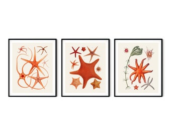French Starfish Prints Set of 3 - Starfish Poster, Nautical Art, Coastal Decor, Beach Cottage Decor, Coastal, Nautical Decor, Coastal Prints