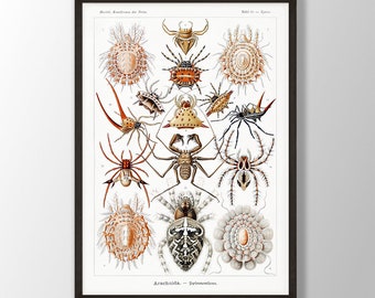 Vintage Ernst Haeckel Spider Print - Insect Wall Art, Natural History Art