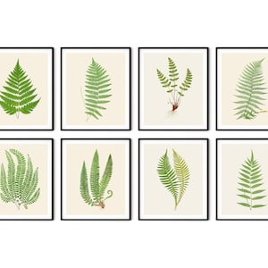Fern Prints Set of 8 - Rustic Farmhouse Art, Green Fern Art, Botanical Art, Kitchen Decor, Garden Wall Art, Botanical Illustration